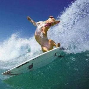 Meet your Posher, Joseph